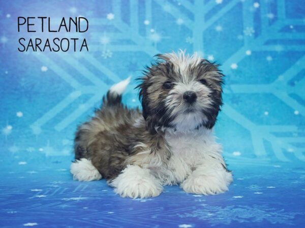 Hava-Shi DOG Female BRDL & WH 24408 Petland Sarasota, Florida