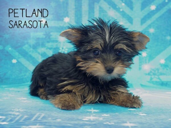 Yorkshire Terrier DOG Female BLK & TN 24457 Petland Sarasota, Florida