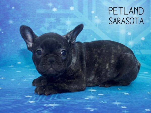 French Bulldog DOG Female BLACK BRINDLE 24433 Petland Sarasota, Florida