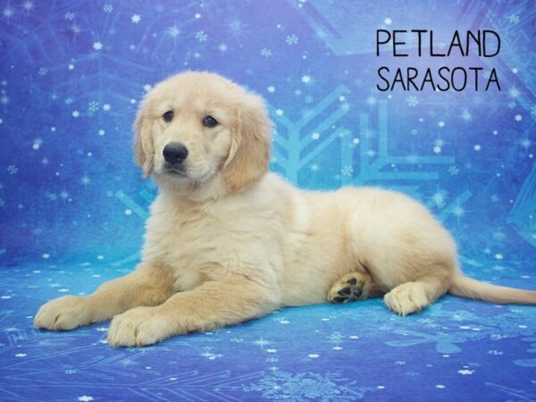 Golden Retriever DOG Female GOLDEN 24432 Petland Sarasota, Florida