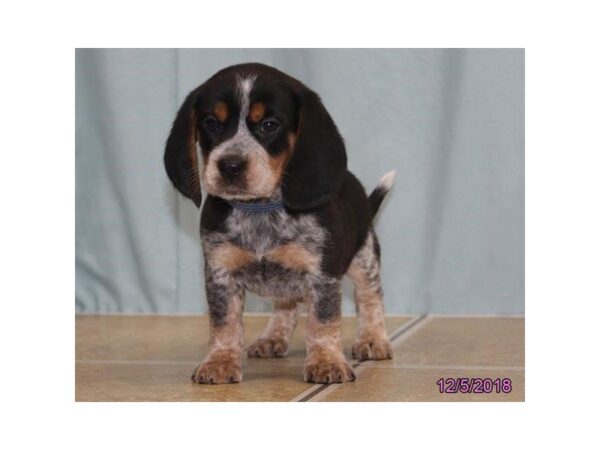 Beagle DOG Male Black White / Tan 24476 Petland Sarasota, Florida