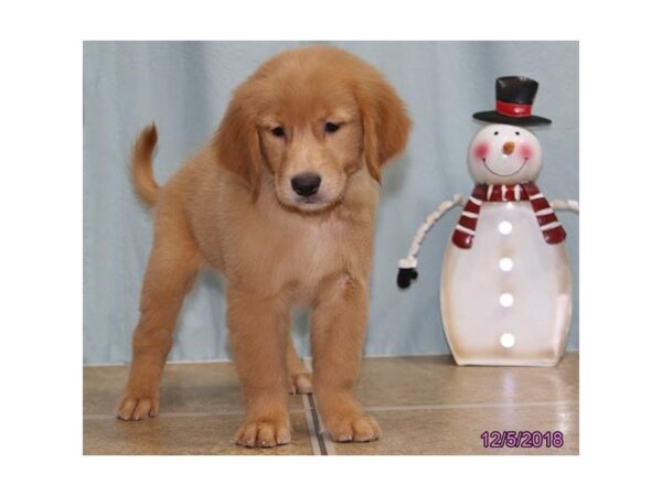 Golden Retriever DOG Female Golden 24479 Petland Sarasota, Florida