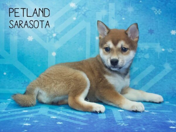 Shiba Inu DOG Female RED 24468 Petland Sarasota, Florida