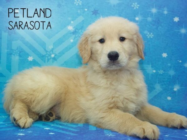 Golden Retriever DOG Male Golden 24469 Petland Sarasota, Florida