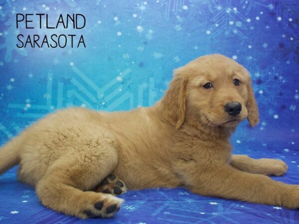 Golden Retriever DOG Female Golden 24480 Petland Sarasota, Florida