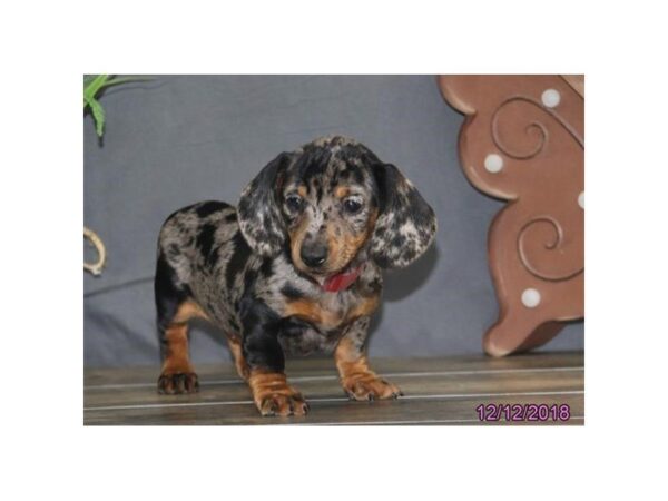 Dachshund DOG Female Black / Tan 24510 Petland Sarasota, Florida