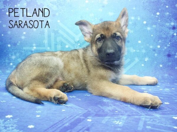 German Shepherd DOG Male Black and Tan 24498 Petland Sarasota, Florida