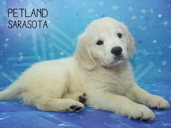 Golden Retriever DOG Female Golden 24501 Petland Sarasota, Florida