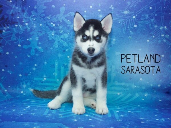 Siberian Husky DOG Female Black / White 24514 Petland Sarasota, Florida