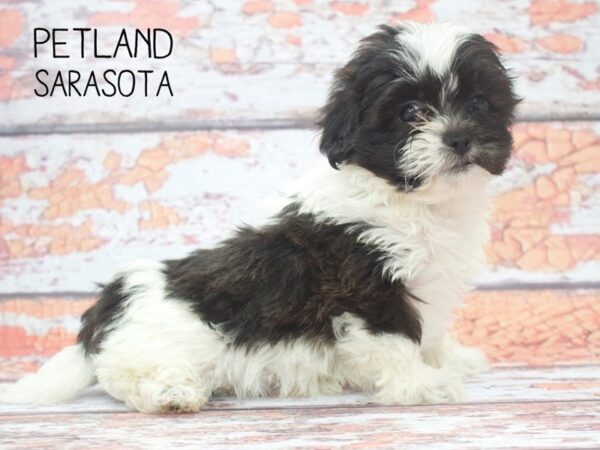 Teddy Bear DOG Female BLK WHITE 24549 Petland Sarasota, Florida