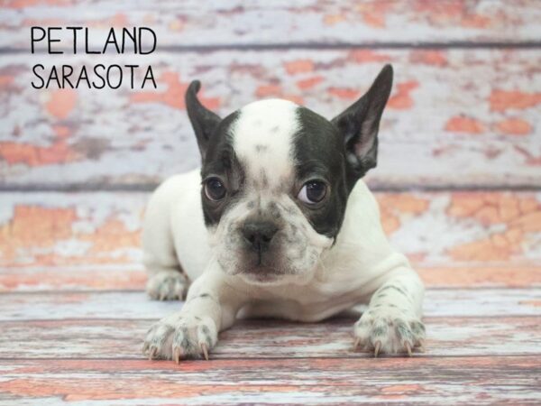 French Bulldog DOG Female BLK:PBLD 24534 Petland Sarasota, Florida