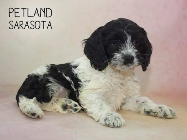 Cocker Spaniel DOG Male BLACK WHITE 24621 Petland Sarasota, Florida