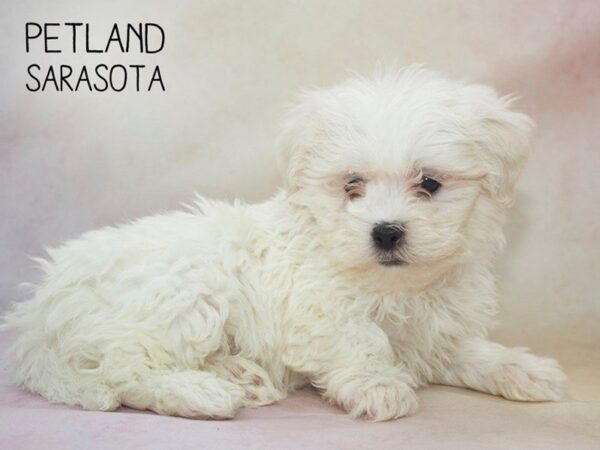 Teddy Bear DOG Male Cream White 24616 Petland Sarasota, Florida