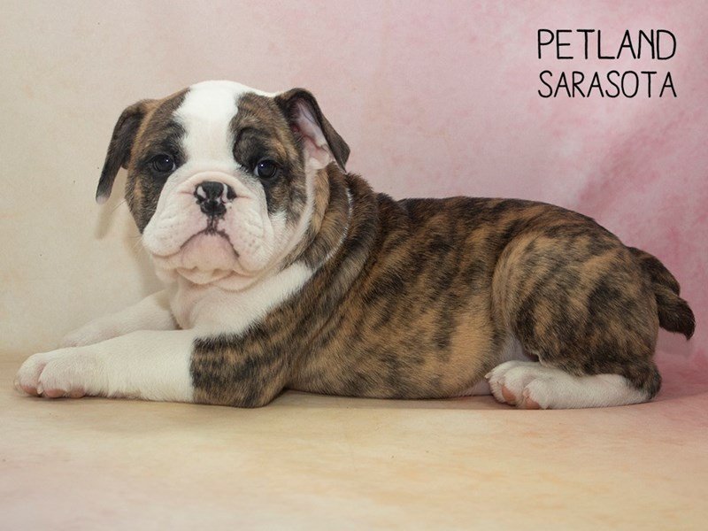 Pelagiia i belyi buldog. Pelagiia … Mississippi State Bulldogs - Bully XXII - MSU Mascot - English