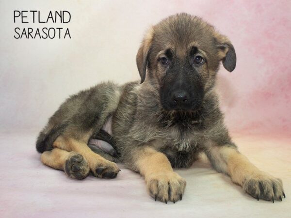 German Shepherd DOG Male Black and Tan 24635 Petland Sarasota, Florida