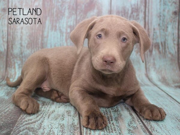 Labrador Retriever DOG Male Chocolate 24738 Petland Sarasota, Florida