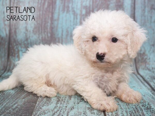 Bichon Frise DOG Male White 24734 Petland Sarasota, Florida