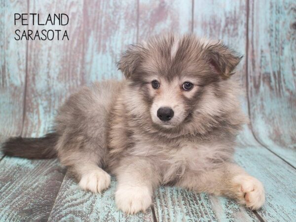 Pomsky DOG Male Gray white 24731 Petland Sarasota, Florida