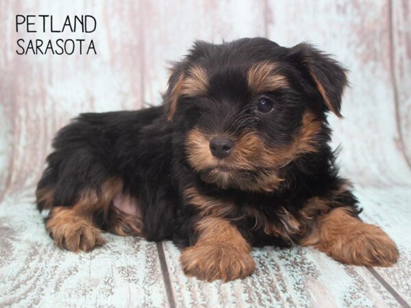 Yorkshire Terrier DOG Male BLACK TAN 24728 Petland Sarasota, Florida