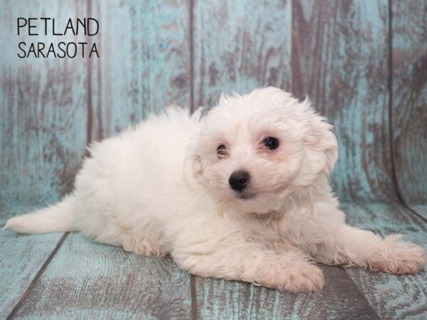 Maltese DOG Male WHITE 24758 Petland Sarasota, Florida