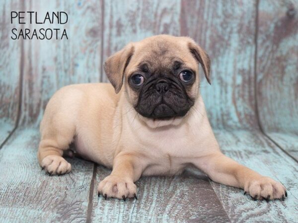 Pug DOG Female FAWN 24757 Petland Sarasota, Florida