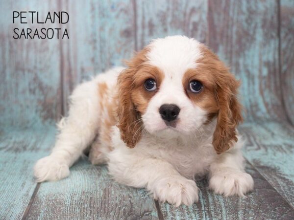 Cavalier King Charles Spaniel-DOG-Male-BLENHEIM-24751-Petland Sarasota, Florida