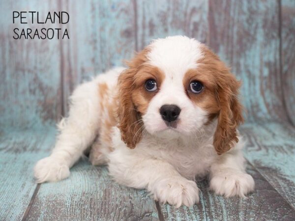 Cavalier King Charles Spaniel DOG Male BLENHEIM 24751 Petland Sarasota, Florida