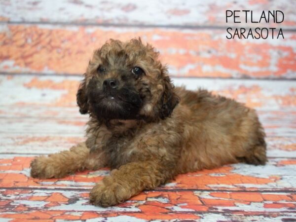 Poodle DOG Male Brown 24775 Petland Sarasota, Florida