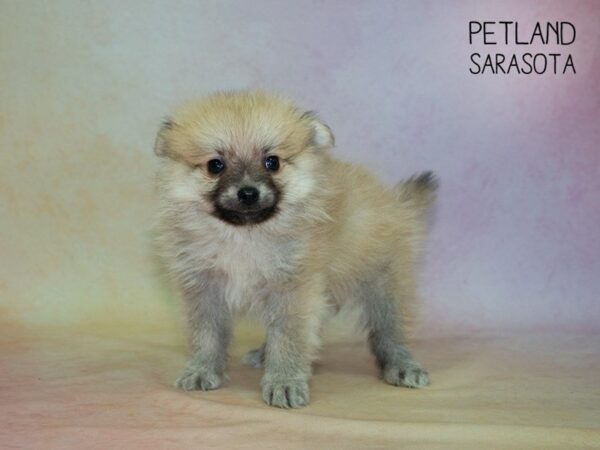 Pomeranian DOG Male SABLE 24852 Petland Sarasota, Florida