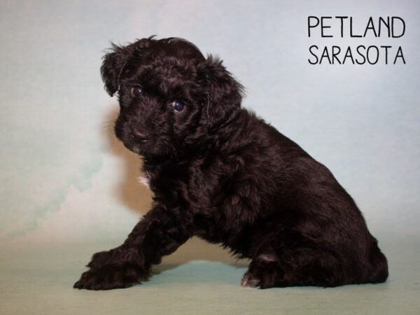 Yorkiepoo DOG Male Black White 24914 Petland Sarasota, Florida