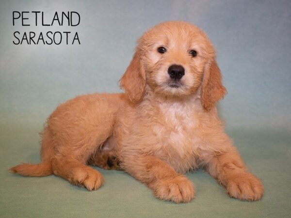 Goldendoodle DOG Female Golden 24896 Petland Sarasota, Florida