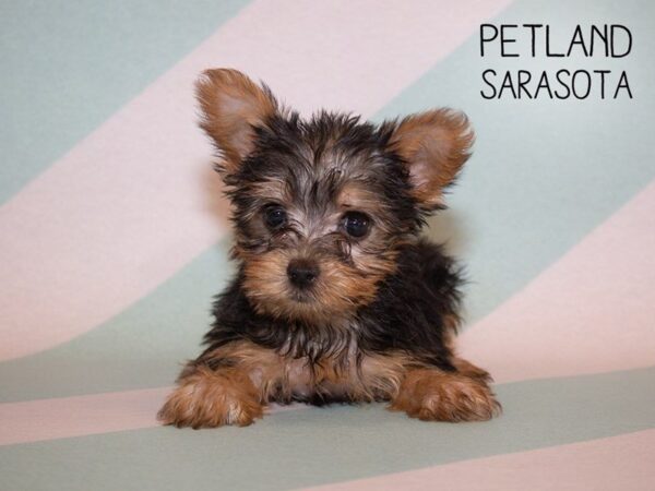 Yorkshire Terrier DOG Female BLACK TAN 24937 Petland Sarasota, Florida