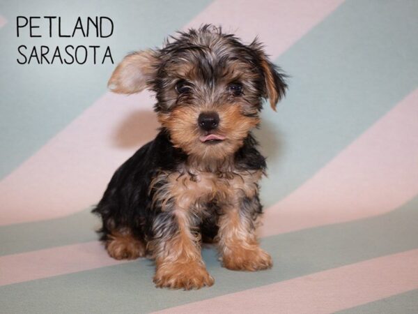 Yorkshire Terrier DOG Male BLACK TAN 24929 Petland Sarasota, Florida