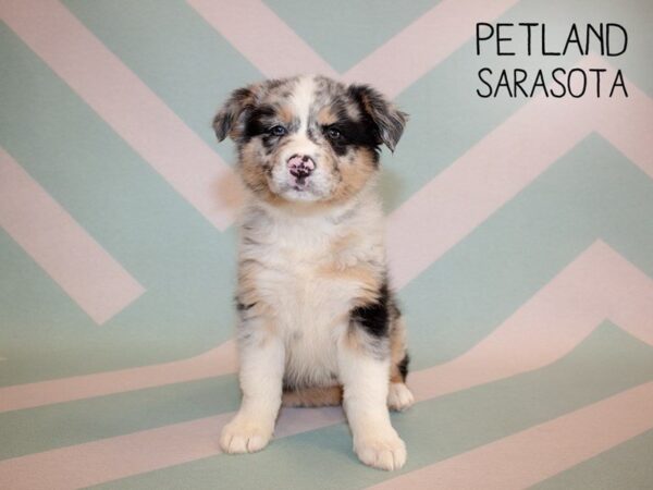 Australian Shepherd DOG Female Blue Merle 24921 Petland Sarasota, Florida