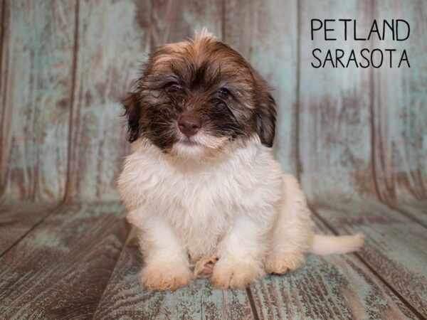 Havanese DOG Female brown & White 24957 Petland Sarasota, Florida