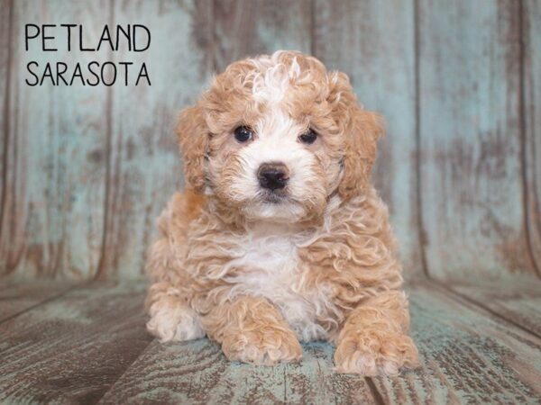 Miniature Poodle DOG Male RED WHITE 24954 Petland Sarasota, Florida