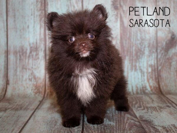 Pomeranian DOG Male choc 24950 Petland Sarasota, Florida