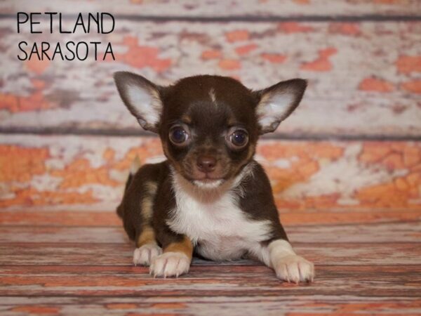 Chihuahua DOG Female CHOC WHITE 24979 Petland Sarasota, Florida