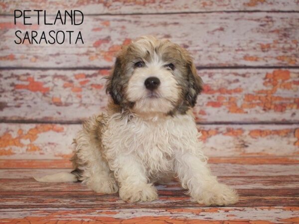 Havanese DOG Male BROWN WHITE 24977 Petland Sarasota, Florida