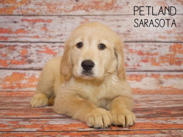 Golden Retriever DOG Female Golden 24965 Petland Sarasota, Florida