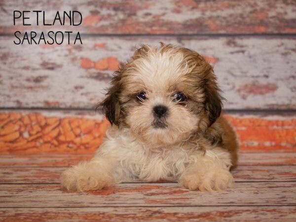 Shih Tzu DOG Female brown wh 24997 Petland Sarasota, Florida