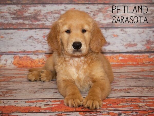 Golden Retriever DOG Male Golden 24985 Petland Sarasota, Florida