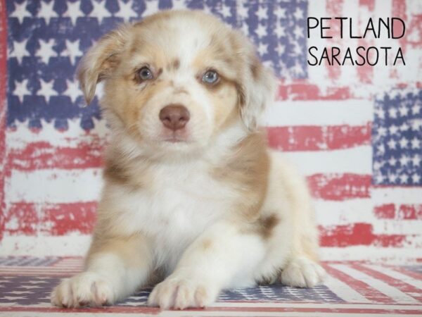 Australian Shepherd DOG Male Red merle 25023 Petland Sarasota, Florida