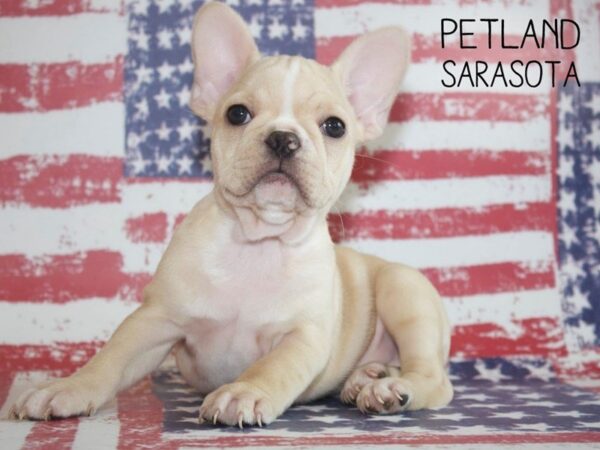 French Bulldog DOG Female White 25057 Petland Sarasota, Florida