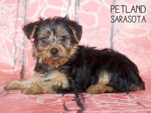 Yorkshire Terrier DOG Female BLK TAN 25049 Petland Sarasota, Florida