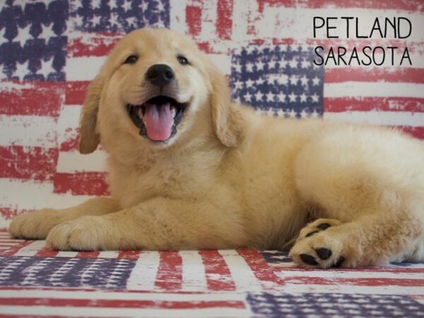 Golden Retriever DOG Male Golden 25035 Petland Sarasota, Florida