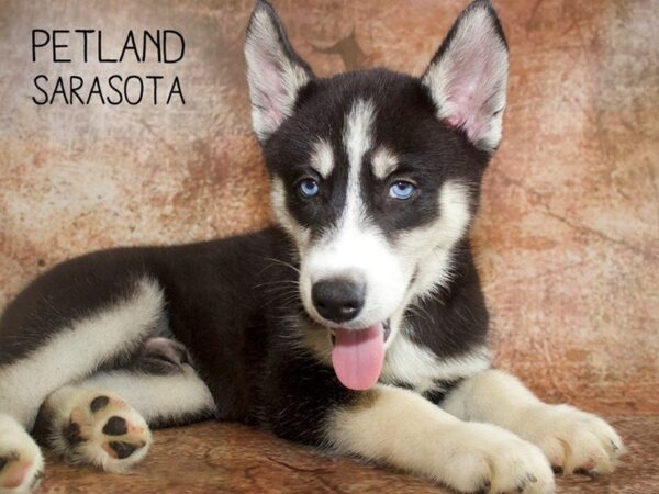 Siberian Husky DOG Male Black & White 25059 Petland Sarasota, Florida