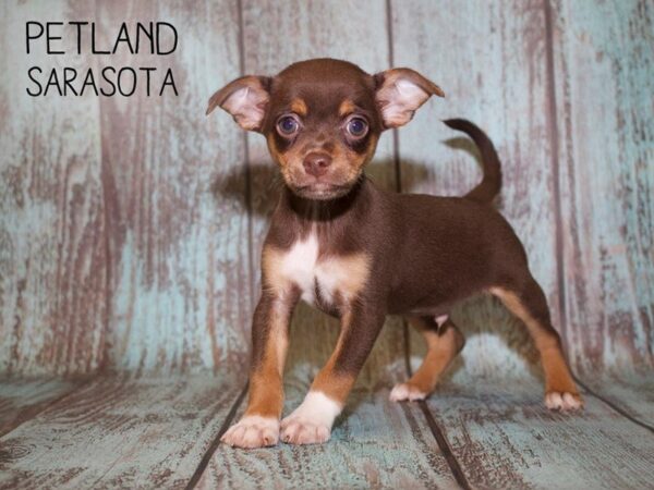 Chihuahua DOG Male CHOC TAN 25084 Petland Sarasota, Florida