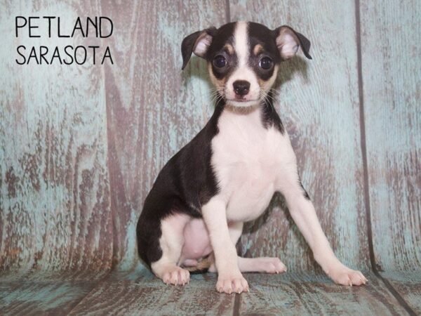 Chihuahua DOG Female TRI 25104 Petland Sarasota, Florida