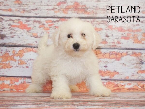 Bichon Frise DOG Male 25119 Petland Sarasota, Florida